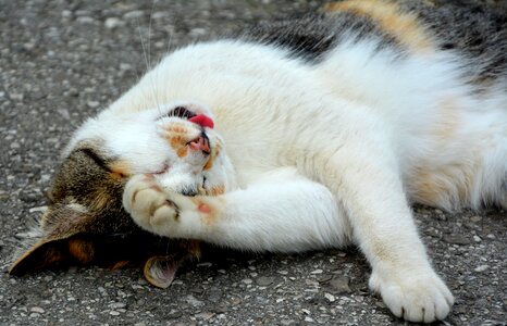 Cute cat tongue relaxed