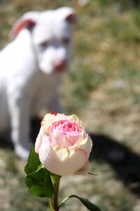 Pitbull pit bull puppy photo