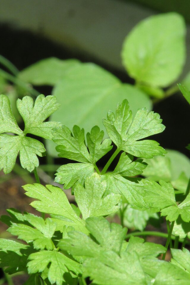 Parsley seasoning Free photos