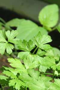 Parsley seasoning Free photos