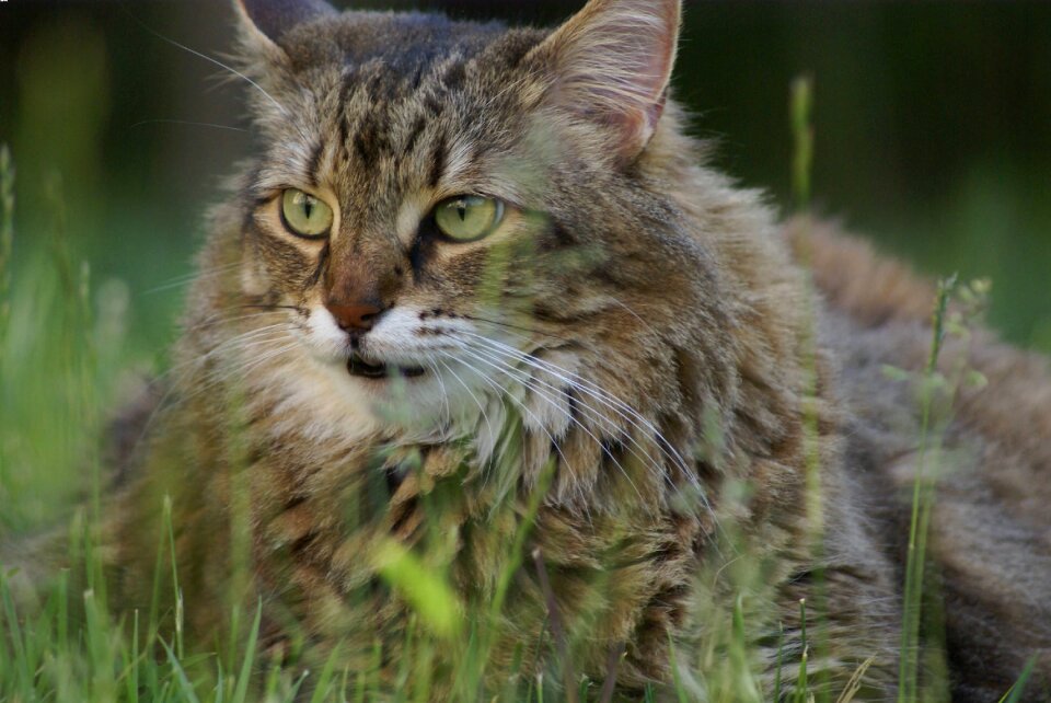 Animal nature green