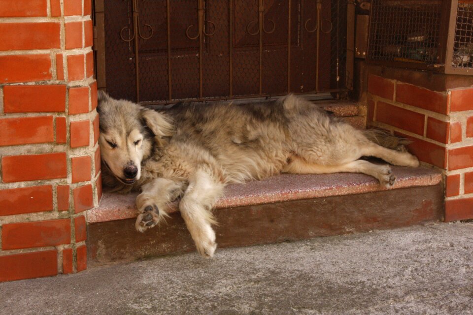 Laziness dog lying tiredness
