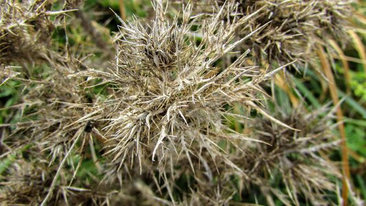 Plant thorns nature