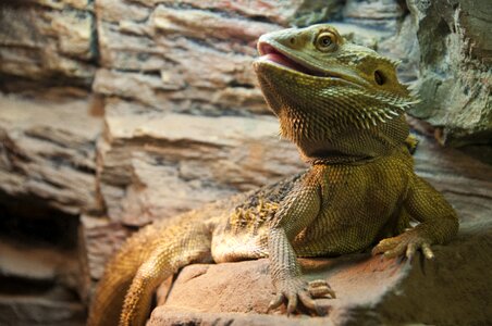 Gad lizard eyes