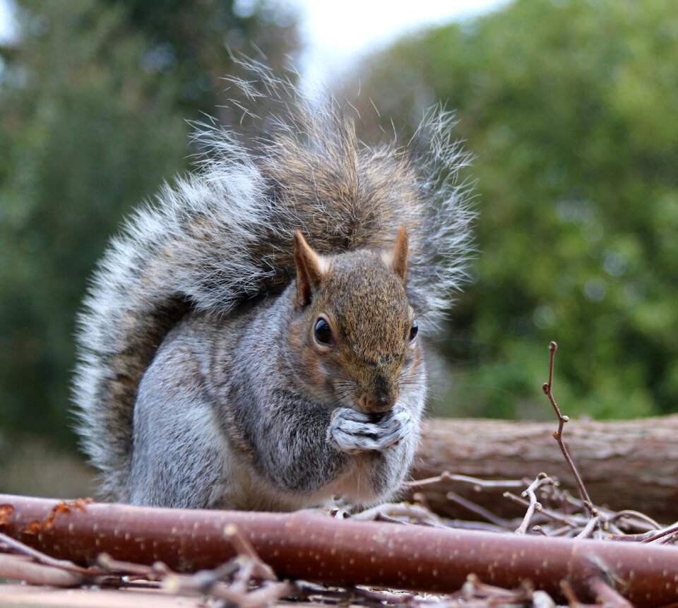 Sitting animal grey