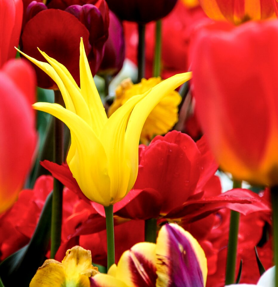 Flowers close up garden