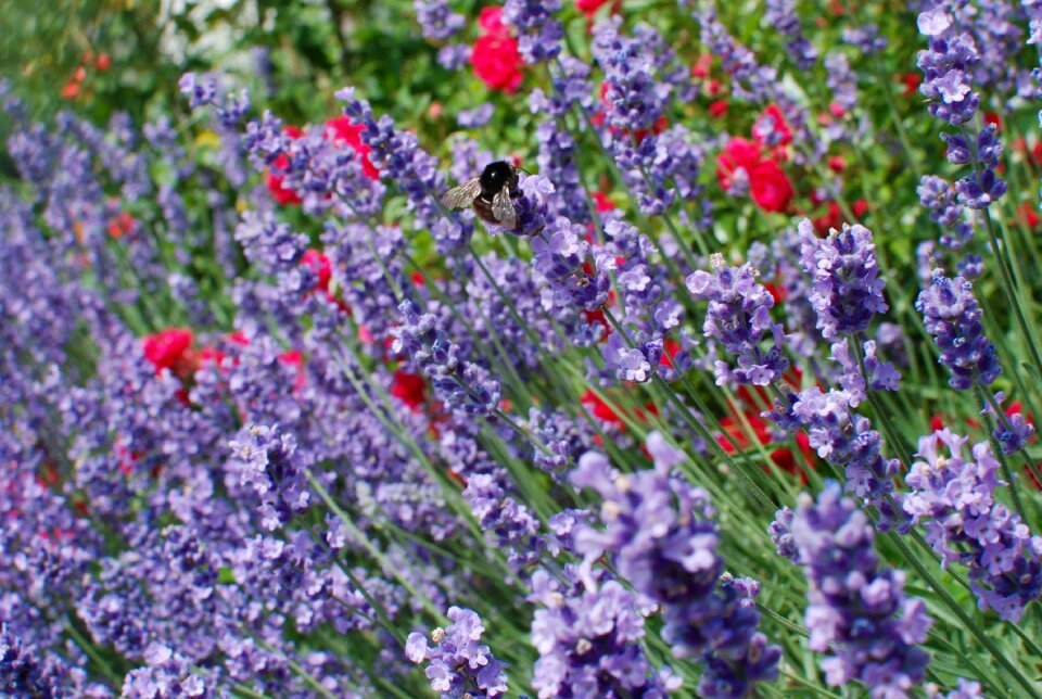 Bee purple insect