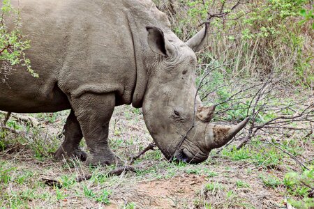 Africa big game safari photo