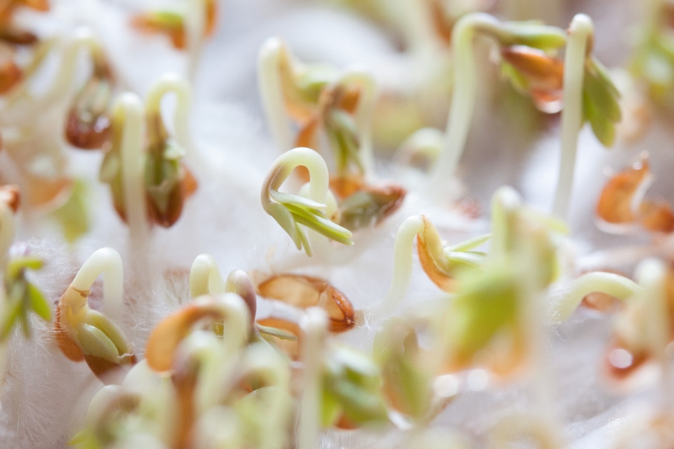 Plant developing germ embryophyta