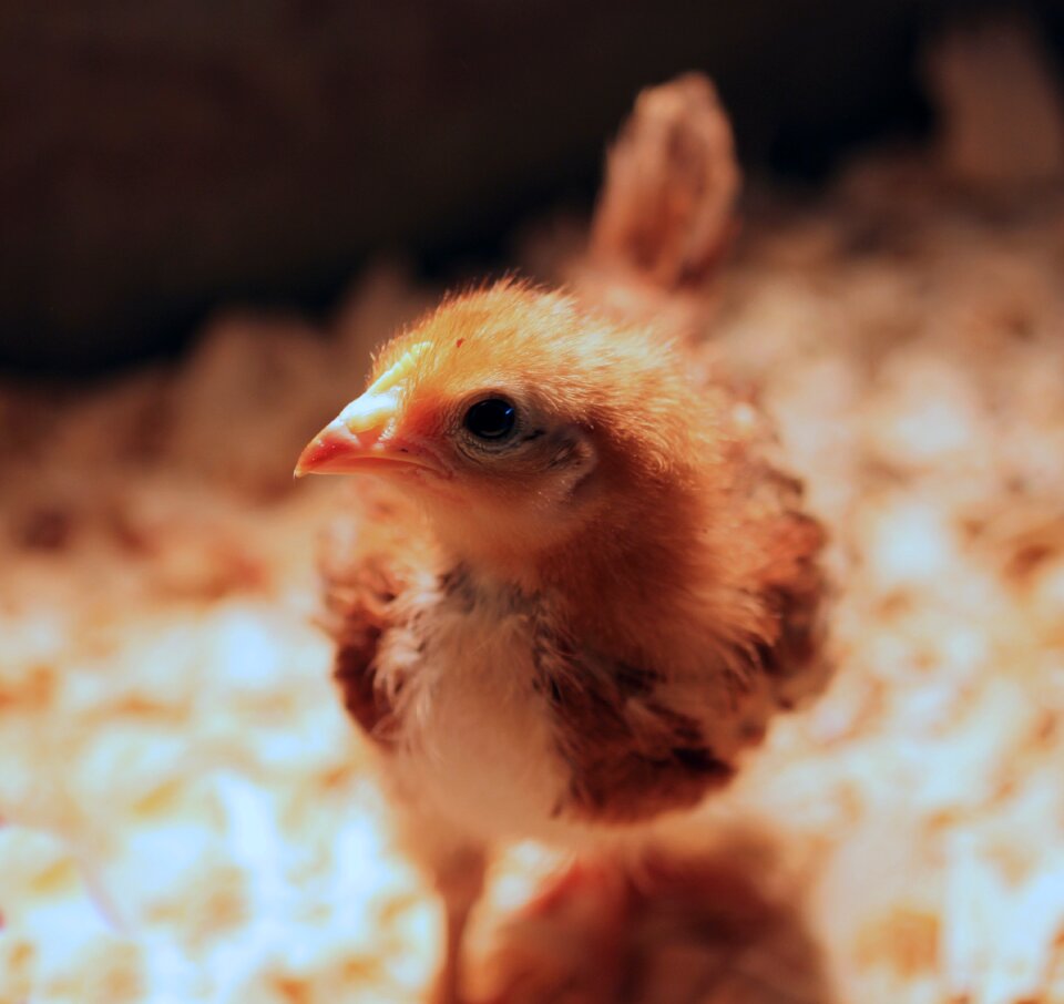 Chick heat lamp baby