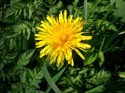 Dandelion yellow hundeblume photo