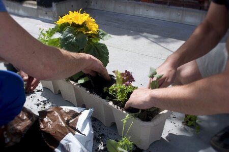 Flowers crate plant waste paper