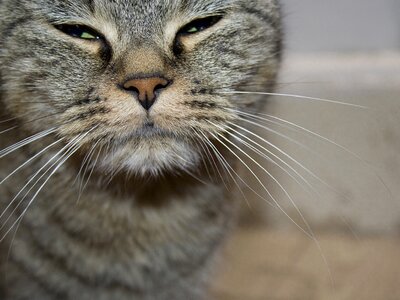 Portrait of cat cat nose domestic cat photo