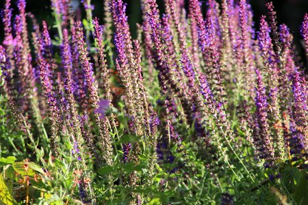 Sage salvia bed photo