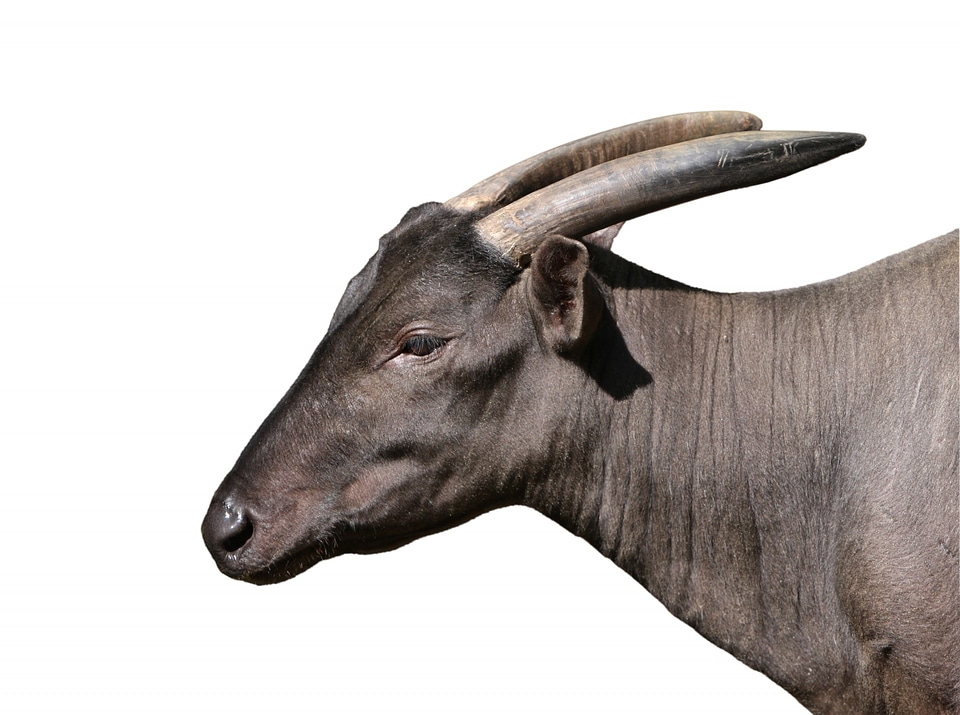 Bubalus water buffalo animal