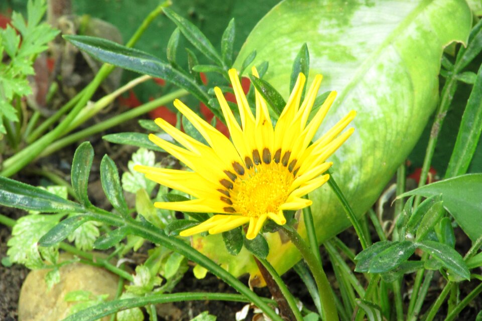 Colorful flowers garden yellow