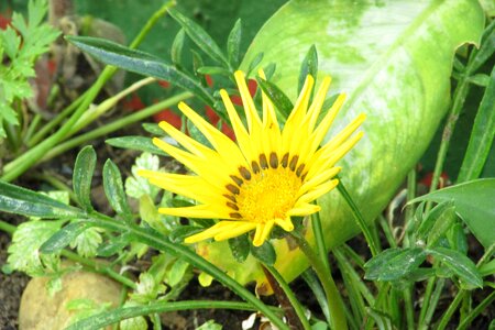 Colorful flowers garden yellow