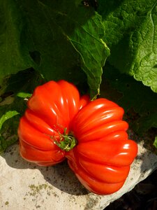 Tomato vegetable red
