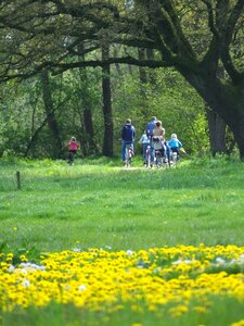 Yellow green meadow