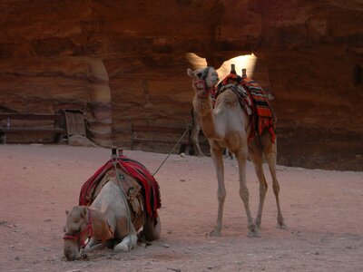 Exotic bedouin sahara photo