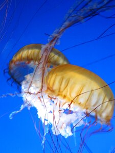 Aquarium creature marine