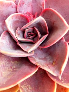 Succulent macro plant