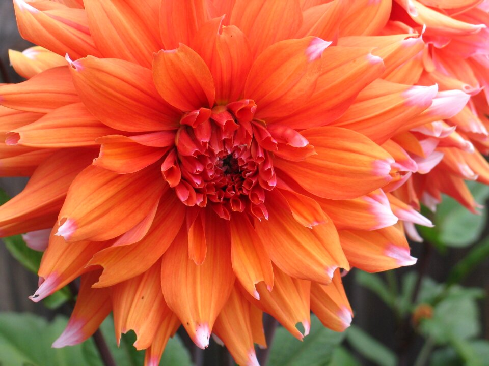 Blooming orange