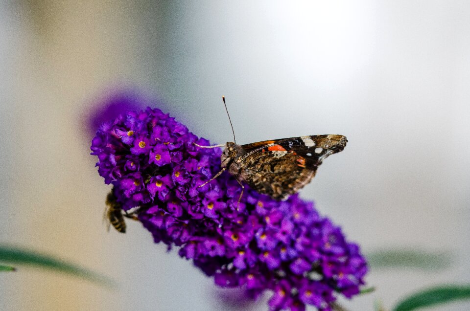 Bloom insect flower