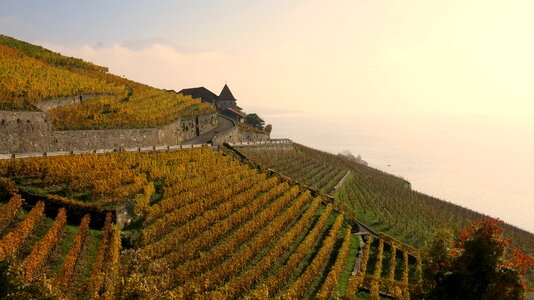 Viticulture lavaux photo