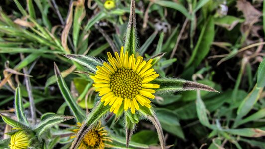 Yellow nature flora