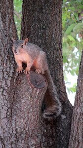 Animal cute