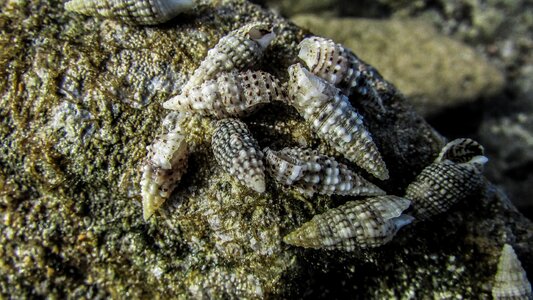 Wildlife beach