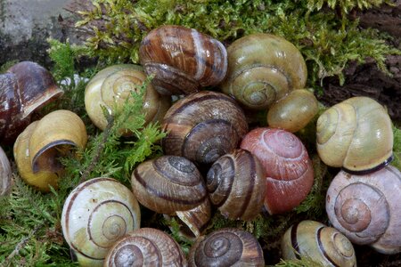 Reptiles molluscs snails