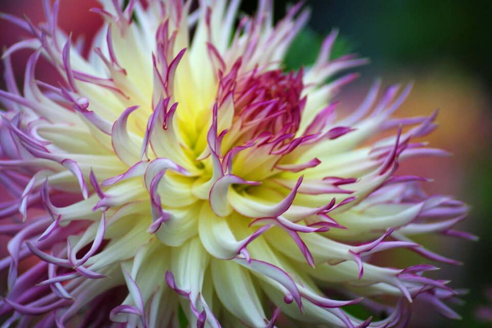 Blossom bloom garden