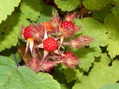 Red summer berry red photo