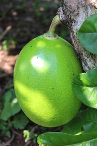 Calabash tree villavicencio colombia