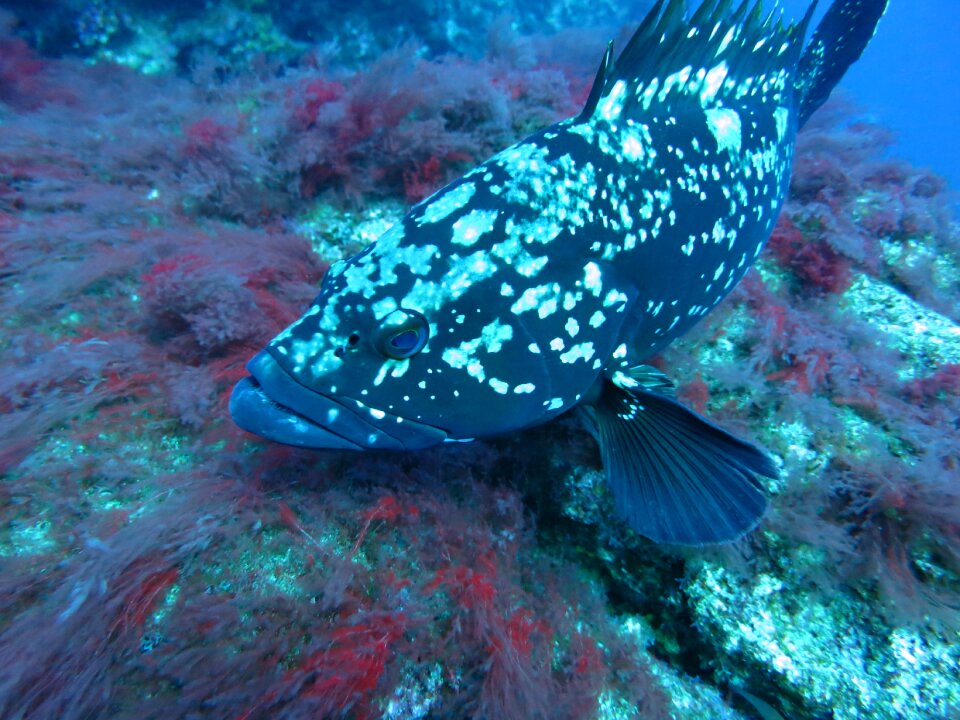 Water diving underwater world