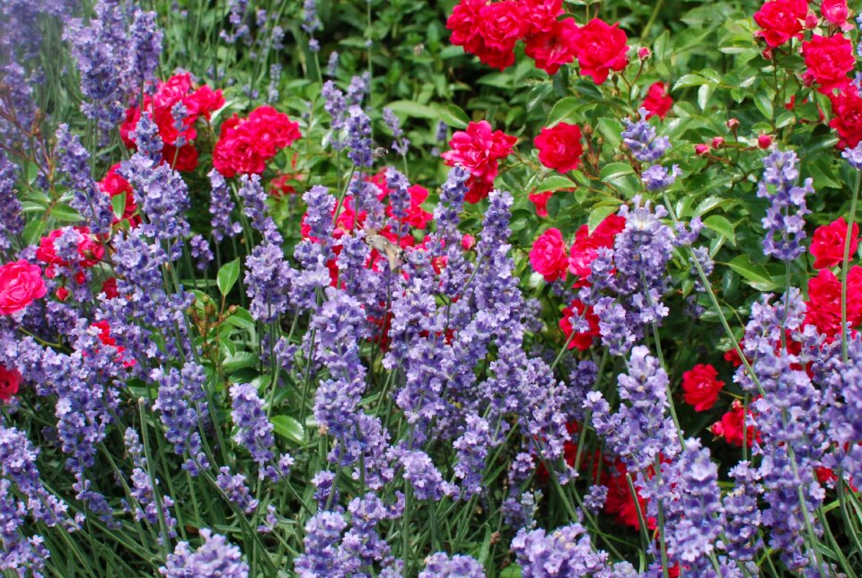 Spring flower flower meadow lavender
