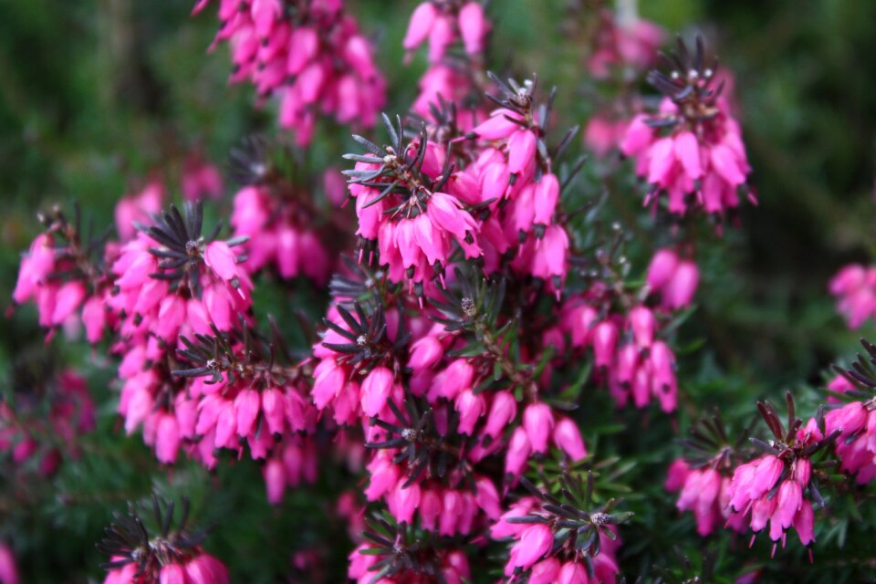 Seasonal spring pink