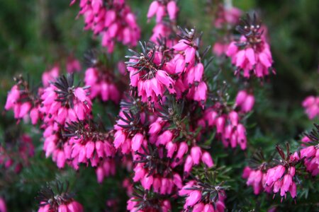 Seasonal spring pink