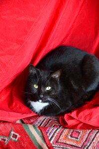 Animal black red