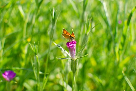 Summer meadow spring meadow butterfly photo