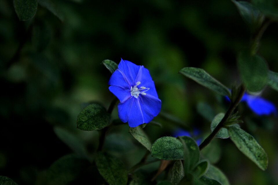 Garden nature flowers