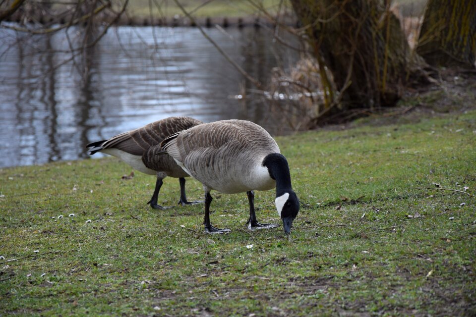 Bird animals duck on meadow