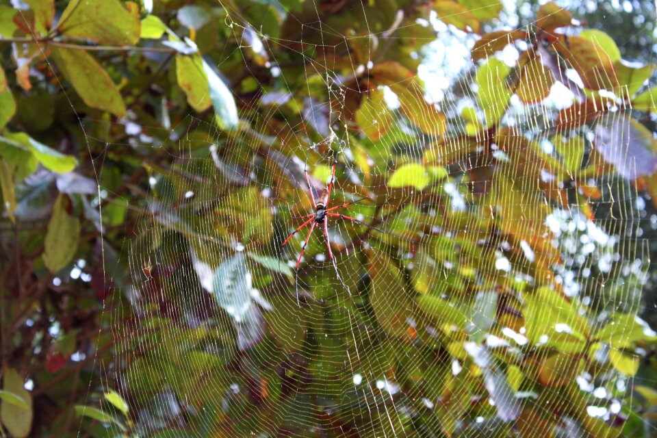 Spider asia cobweb