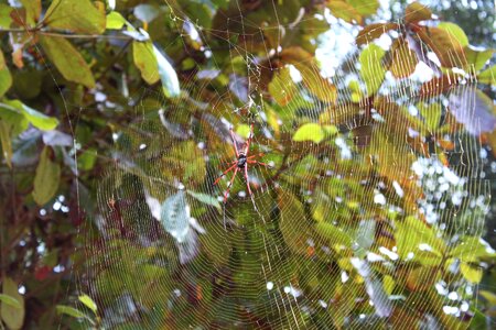Spider asia cobweb