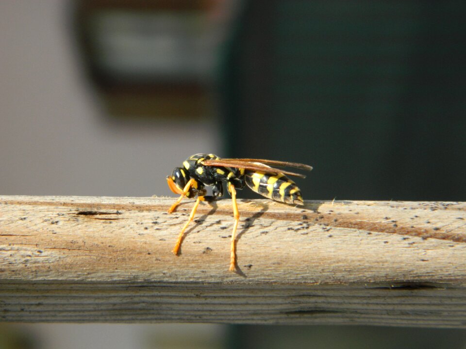 Macro wäspe insect