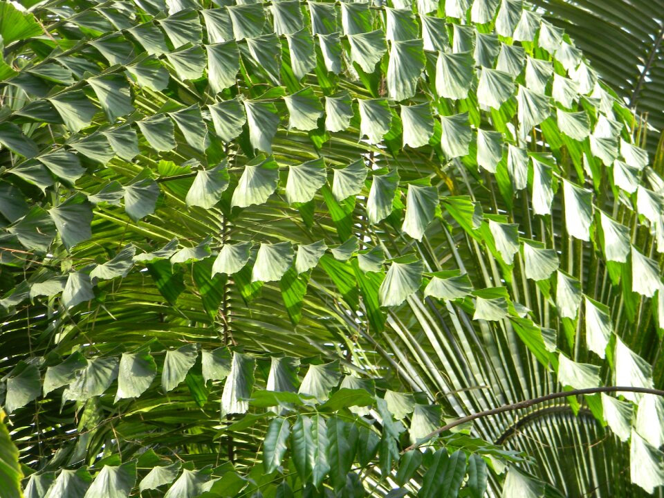 Botnical leaf layers