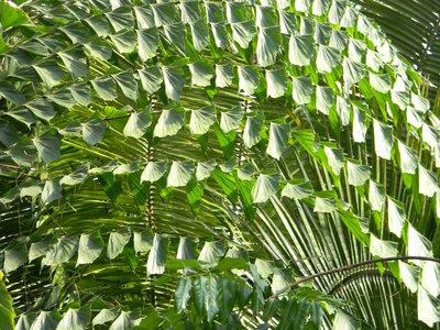 Botnical leaf layers photo