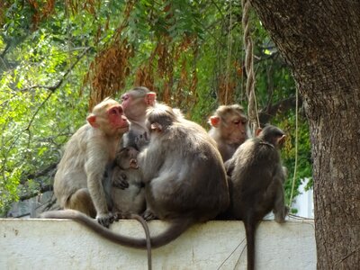 India tiruvanamalai ape